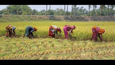 A total of 2.9 crore farmers received the 17th installment released by the Centre before the Lok Sabha elections. (Sourced)
