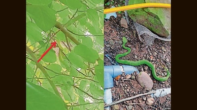 Red arrow points to viper camouflaged in anjeer tree and (right) viper on ground. (Nissar and Shankar) Red arrow points to viper camouflaged in anjeer tree and (right) viper on ground. (Nissar and Shankar)