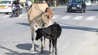 The district panchayat and urban development department can take decisions on honorarium based on the number of stray cattle to be dealt with. (File Photo) The district panchayat and urban development department can take decisions on honorarium based on the number of stray cattle to be dealt with. (File Photo)