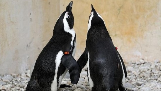 West Midlands Safari Park shows love knows no bounds with gay penguin couple and lorikeet 'throuple' (REUTERS)
