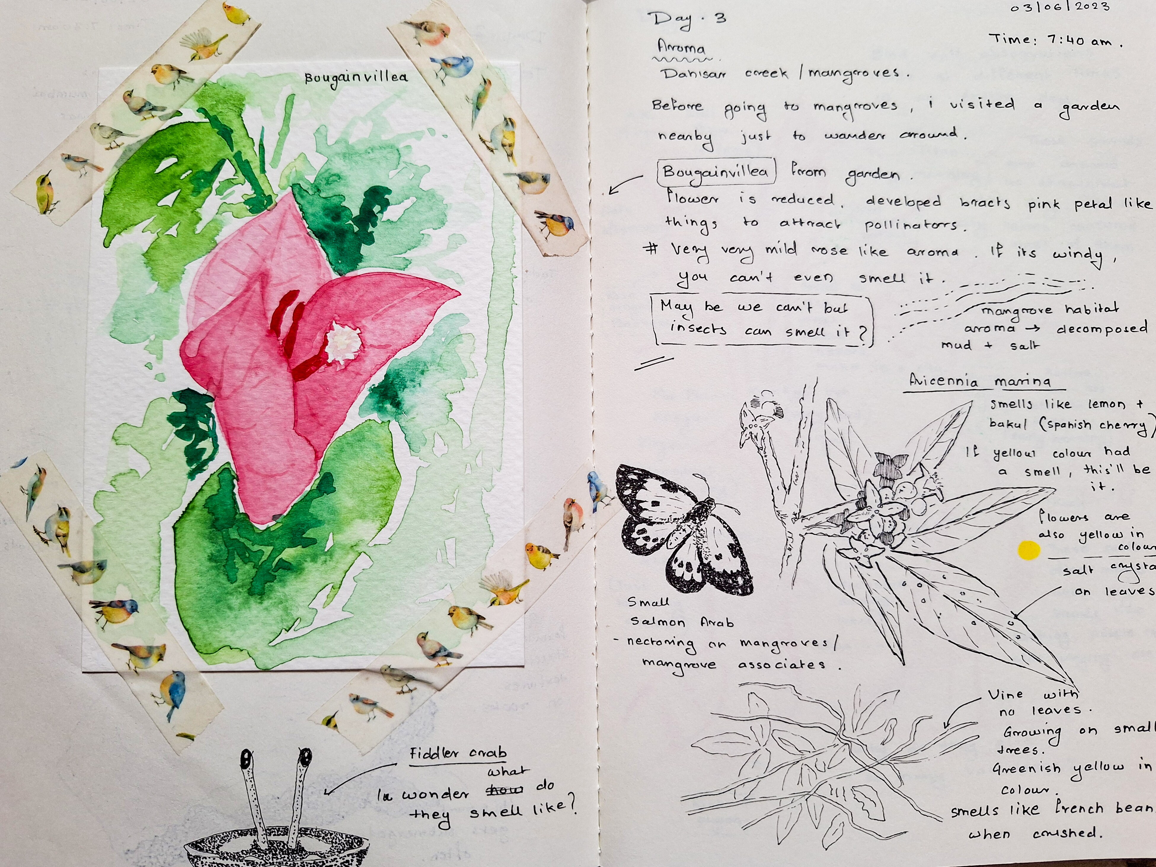 Bougainvillea, by Gaurav Patil. Bougainvillea, by Gaurav Patil.