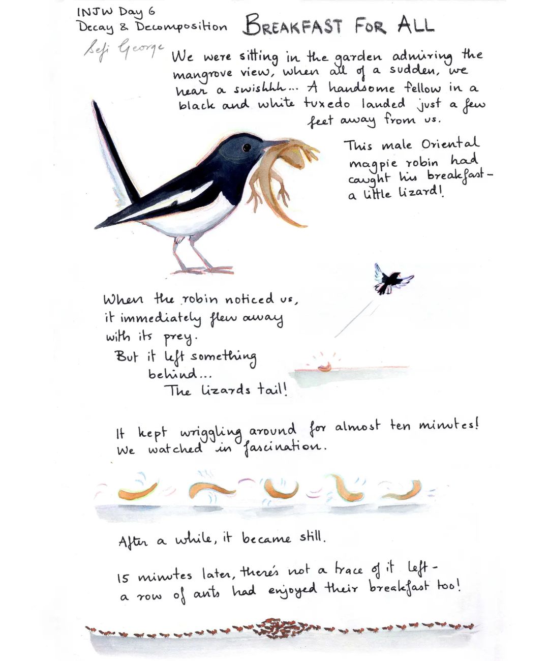 A lizard being eaten by an Oriental magpie-robin, and an army of ants, as drawn by Sefi George. A lizard being eaten by an Oriental magpie-robin, and an army of ants, as drawn by Sefi George.