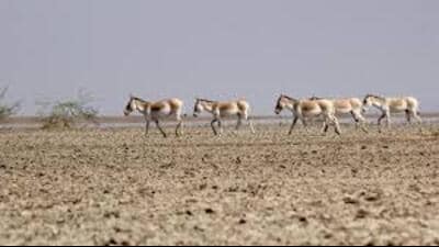 Today, these species, among the fastest animals in the country, are found majorly in the wildlife sanctuary in the Little Rann of Kutch and in some patches of Greater Rann. (Sourced)