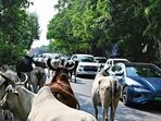 Cattle can be seen roaming on roads across the city. (Vipin Kumar/HT)