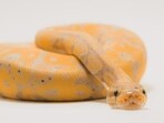 The snake was found hiding behind a cabinet. The snake was found hiding behind a cabinet.