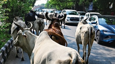 Cattle can be seen roaming on roads across the city. (Vipin Kumar/HT) Cattle can be seen roaming on roads across the city. (Vipin Kumar/HT)