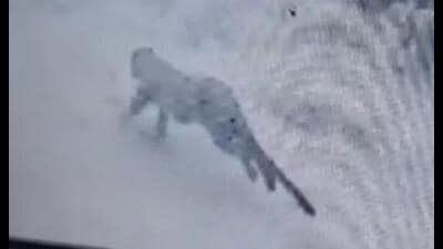 A CCTV grab of the leopard after the animal was spotted at Baran village in Patiala rural block on Sunday evening (HT Photo) A CCTV grab of the leopard after the animal was spotted at Baran village in Patiala rural block on Sunday evening (HT Photo)