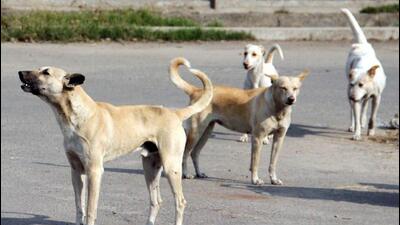 Stray dogs have become a menace in Bihar. (HT FILE)