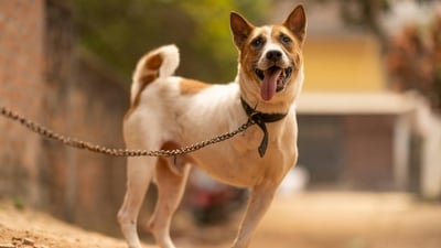 If you’re a pet parent and looking to move into a housing society, here are some dos and don’ts that you must know (Representational photo) (Pexels) If you’re a pet parent and looking to move into a housing society, here are some dos and don’ts that you must know (Representational photo) (Pexels)