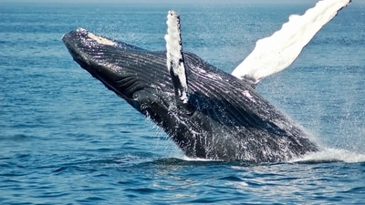 The whales followed the rower for two hours and then left him behind. (Unsplash) The whales followed the rower for two hours and then left him behind. (Unsplash)