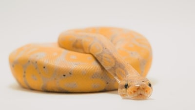 The snake was found hiding behind a cabinet. (Unsplash) The snake was found hiding behind a cabinet. (Unsplash)