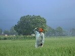 A farmer looks at the sky from his a paddy field in Bathinda, Punjab. (Sanjeev Kumar/ HT File Photo)