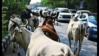 Cattle can be seen roaming on roads across the city. (Vipin Kumar/HT)