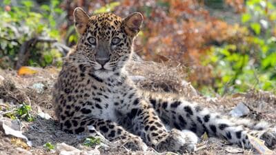 In a case of human-leopard conflict in Pune district, a woman, 55, died in a leopard attack in Jambut village of Shirur tehsil. ((PIC FOR REPRESENTATION)) In a case of human-leopard conflict in Pune district, a woman, 55, died in a leopard attack in Jambut village of Shirur tehsil. ((PIC FOR REPRESENTATION))