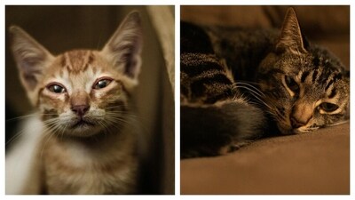 Cats feel sadness and grieve the loss of their furry friends. (Pexels) Cats feel sadness and grieve the loss of their furry friends. (Pexels)