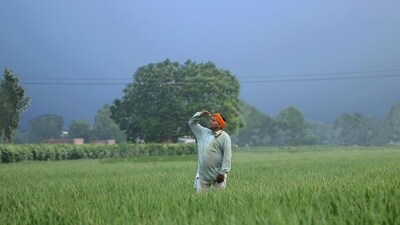 A farmer looks at the sky from his a paddy field in Bathinda, Punjab. (Sanjeev Kumar/ HT File Photo) A farmer looks at the sky from his a paddy field in Bathinda, Punjab. (Sanjeev Kumar/ HT File Photo)