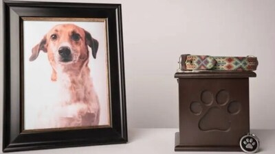 When a pet passes away and crosses the rainbow bridge, it leaves their human with the most unimaginable sadness and pain. (Unsplash) When a pet passes away and crosses the rainbow bridge, it leaves their human with the most unimaginable sadness and pain. (Unsplash)