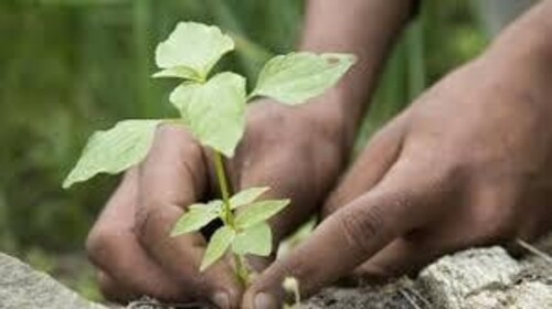 Plant a sapling. Plant a sapling.