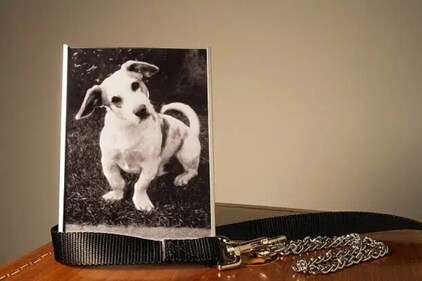Frame pictures of your pet. (Unsplash) Frame pictures of your pet. (Unsplash)