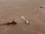 Viral video shows cows thrown into swollen river in Satna, Madhya Pradesh. Viral video shows cows thrown into swollen river in Satna, Madhya Pradesh.