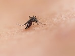Oropouche is a virus that is native to forested tropical areas. Oropouche is a virus that is native to forested tropical areas.