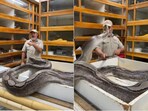 The snake attacked its caretaker. The snake attacked its caretaker.
