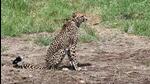This is the second cheetah death in August. (File photo)