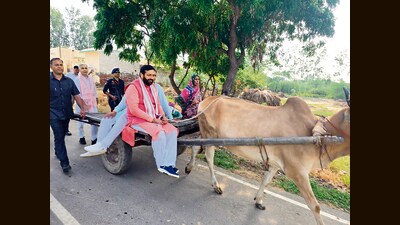 CM Saini riding a bullock-cart in Nidana village of Jind, while travelling from Pundri to Samalkha. (HT Photo)