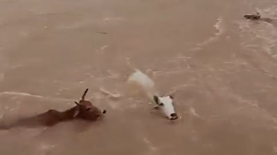 Viral video shows cows thrown into swollen river in Satna, Madhya Pradesh. (X) Viral video shows cows thrown into swollen river in Satna, Madhya Pradesh. (X)