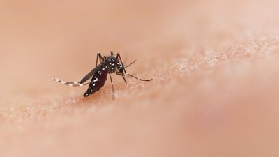 Oropouche is a virus that is native to forested tropical areas. (Unsplash) Oropouche is a virus that is native to forested tropical areas. (Unsplash)