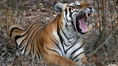 (Representative Photo) (Representative Photo)