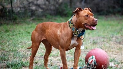 Dogs need regular exercise and playing. This can motivate us to go outdoors and engage in running or walking with them. Dogs need regular exercise and playing. This can motivate us to go outdoors and engage in running or walking with them. 
