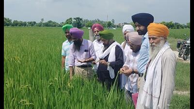 Paddy on 1,400 acres damaged 15%, farmers blame ‘spurious’ seeds