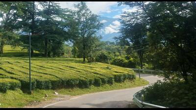 Factories’ revival, tea planters say, will help small growers in the region who cannot afford their own manufacturing units. (File) Factories’ revival, tea planters say, will help small growers in the region who cannot afford their own manufacturing units. (File)