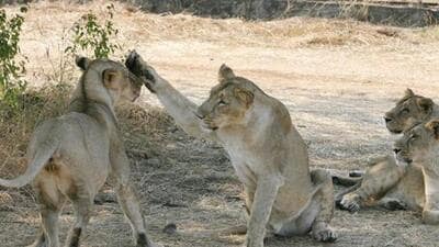 Gir National Park is the only habitat for Asiatic lions in India. (AFP/Representative) Gir National Park is the only habitat for Asiatic lions in India. (AFP/Representative)