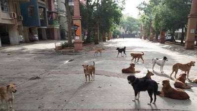 Bengaluru senior citizen dies after a pack of dogs attack her during morning walk Bengaluru senior citizen dies after a pack of dogs attack her during morning walk