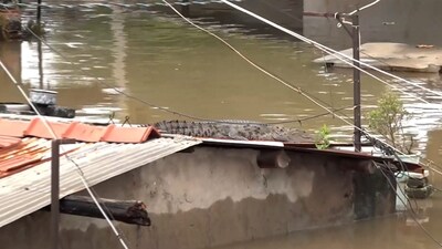 A crocodile was spotted on the roof of a partially submerged house after heavy rainfall in Vadodara district, Gujarat, on Thursday. (PTI) A crocodile was spotted on the roof of a partially submerged house after heavy rainfall in Vadodara district, Gujarat, on Thursday. (PTI)