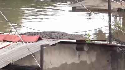 A Crocodile was spotted on the roof of a house as heavy rainfall inundated Akota Stadium area of Vadodara in Gujarat. (PTI) A Crocodile was spotted on the roof of a house as heavy rainfall inundated Akota Stadium area of Vadodara in Gujarat. (PTI)