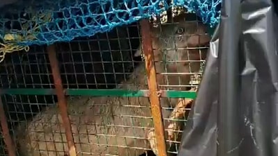 The latest wolf captured under 'Operation Bhediya' was transferred to the shelter home on Thursday. (ANI) The latest wolf captured under 'Operation Bhediya' was transferred to the shelter home on Thursday. (ANI)