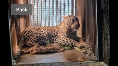 The caged leopard. (HT)
