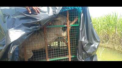 The wolf captured on Thursday (Sourced)