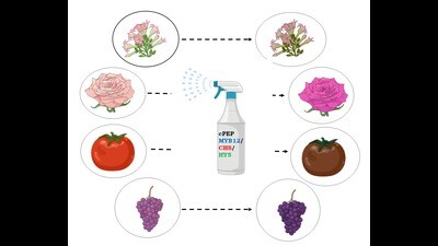 When complementary peptides were sprayed on plants, their nutritional quality was found increased. (Sourced)