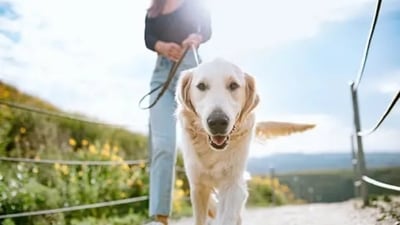 When we care for a dog, it provides us with a sense of purpose and normalcy. This can help us feel valued. (Unsplash) When we care for a dog, it provides us with a sense of purpose and normalcy. This can help us feel valued. (Unsplash)
