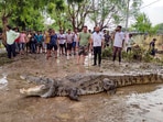 A crocodile being rescued from a residential locality after flood water recede, in Vadodara A crocodile being rescued from a residential locality after flood water recede, in Vadodara