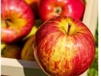 Apple and other fruits reduce the risk of old-age depression. Apple and other fruits reduce the risk of old-age depression.