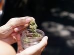 A Singapore man placed 500 grams of cannabis in his wife's car (Representational image) A Singapore man placed 500 grams of cannabis in his wife's car (Representational image)