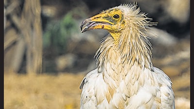 An Egyptian vulture that was spotted at Asola last December. An Egyptian vulture that was spotted at Asola last December.