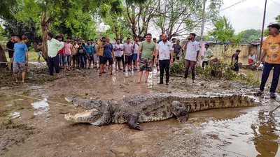 A crocodile being rescued from a residential locality after flood water recede, in Vadodara (PTI) A crocodile being rescued from a residential locality after flood water recede, in Vadodara (PTI)