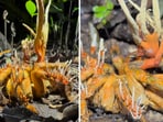 The image shows a tarantula infected by zombie fungus. (Instagram/chrisketola)