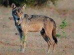 The Indian wolf is one of its kind, having evolved in the Indian sub-continent a million years ago and is the most ancient living lineage of the species found in the world (HT PHOTO) The Indian wolf is one of its kind, having evolved in the Indian sub-continent a million years ago and is the most ancient living lineage of the species found in the world (HT PHOTO)